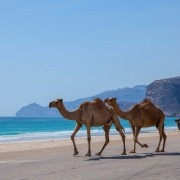 OMAN