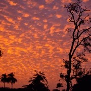gambia