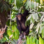 gambia