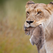 kruger