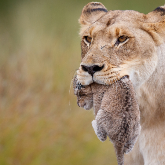 kruger