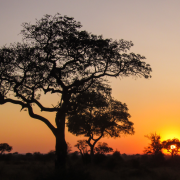 kruger