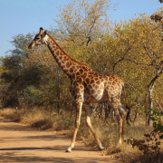 kruger
