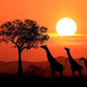 KENIA