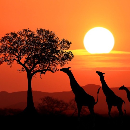KENIA