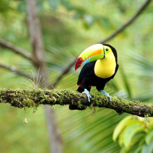 costa rica