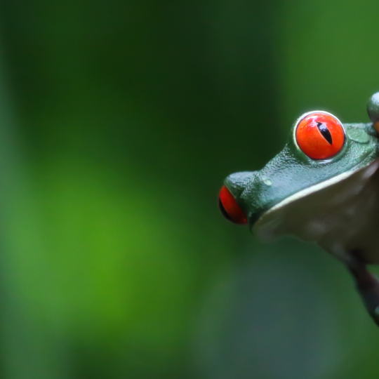 costa rica