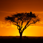 KENIA