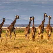 KENIA
