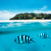ZANZIBAR