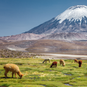 CHILE