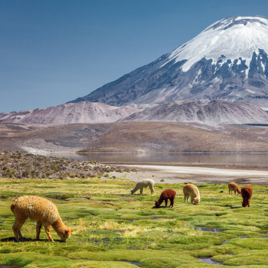 CHILE